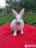 [侏儒兔批发]海棠侏儒兔 宠物兔垂耳兔猫猫兔侏儒兔道奇兔道奇垂耳兔道奇猫猫价格25元/只