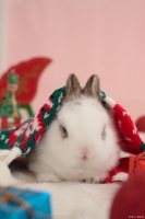 照顾宠物兔，拥有一只兔子让您的生活充满温馨