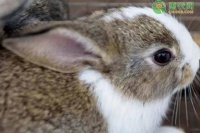 适合新手养的10种兔