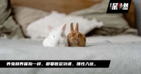 兔年流行养兔？千万别冲动