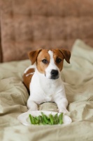 狗狗、兔子、鹦鹉哪种宠物更适合陪伴？