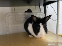 宠物兔, 你养对了吗?