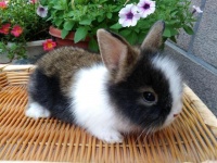 揭秘宠物兔子的长寿密码，你知道吗？