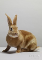 清洗宠物兔青菜食粮的方法