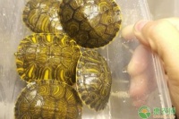 宠物龟品种选什么龟好？