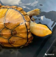 宠物龟饲养的黄金期来了，不抓住此时更待何时？