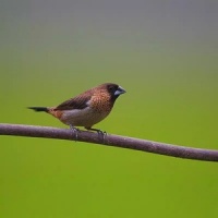 【观音鸟宠物】观音鸟宠物品牌、价格