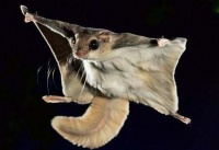 宠物鸟都有哪些