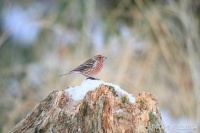 北朱雀，小巧又可爱，总是能够吸引爱鸟人士的目光