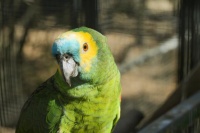 什么鸟最认主人？揭秘这些可爱又忠诚的羽林小精灵！