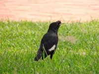 十大最受欢迎的宠物鸟，漂亮粘人又好养