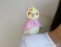 想养只鸟？不容错过的6大宠物鸟品种，美丽亲人，轻松饲养！