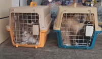 两箱7只布偶猫竟被扔在宠物医院门口，化验后才发现，7只都是病猫
