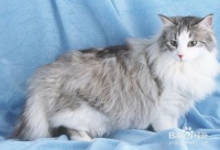 怎样选择宠物猫