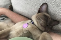 奇迹！宠物猫躲进洗衣机打盹 被清洗12分钟后存活