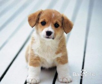 宠物狗怎么养护