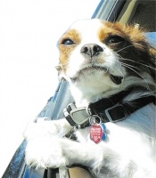 宠物狗坐在驾驶座位？海口交警提示：不仅危险还违法