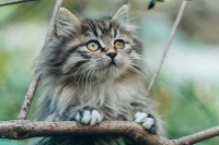 宠物疫苗知识大普及：猫三联与妙三多的作用及区别