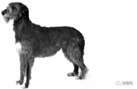 全球最受欢迎的十大宠物犬排名，你的宠物狗在其中吗？