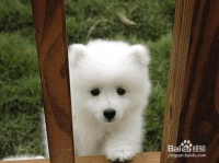 怎样养好宠物狗狗