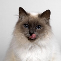 扒一扒：家庭宠物猫价格；看看买对了吗