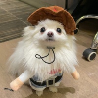 猫咪价格表快来看看你们家猫有没有买贵吧