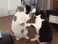 “土猫”与宠物猫之间的差别，到底差在哪里？