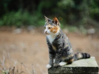 土猫PK宠物猫：这些差异让你大开眼界！