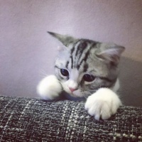 没有最疯狂只有更疯狂：一只虚拟"宠物猫"叫价13亿元