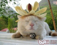 什么是宠物猫？