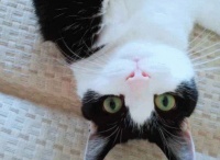 “越长越残”的4种宠物猫，橘猫上榜，买最后一种的主人都后悔了