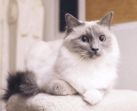 世界上最大的宠物猫, 一只卖两万块, 欧美市场上最受欢迎的宠物!