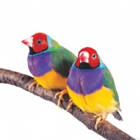 养腻了笼养鸟，不妨试试以下几种手养鸟！