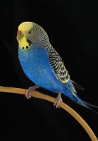 探索十大亲民易养宠物鸟，让欢乐飞入生活