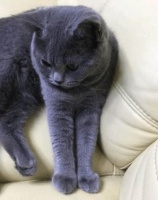 宠主买只乌龟陪伴猫咪，一星期后乌龟的噩梦来了，没见过这种猫！