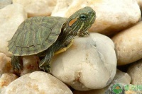 现在巴西龟价格多少钱？巴西龟吃什么？巴西龟饲养方法