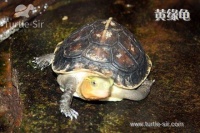 乌龟的肢体语言