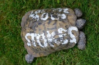 英109岁宠物龟重回主人怀抱 出走近一年