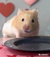 英国小哥溺爱宠物仓鼠，给它做各种精致美食，画风又迷你又可爱啊！