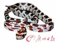 蛇年宠物蛇销量骤增 专家提醒需深入了解习性