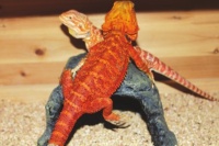 鬃狮蜥、玉米蛇受追捧成“网红” 会卖萌却不烦人