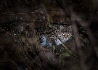 甘孜新龙确认7种野生猫科动物 这几种“大猫”你认识吗?