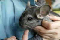 深圳海关截获56张龙猫皮 龙猫大衣售价10万美元需杀百余只龙猫——人民政协网