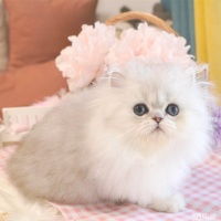 纯种金吉拉幼猫找新家 粗尾巴大毛量 疫苗驱虫已做 会用猫砂性格好
