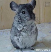 龙猫喂养指南，你了解多少，这样做最好