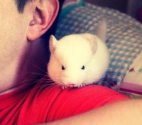 萌翻大众的龙猫到底是什么动物和把它作为宠物该怎样饲养呢？