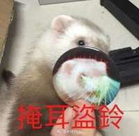 养貂指南（2020翻新版）