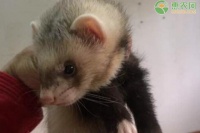 安哥鲁宠物貂可以吃鸡蛋吗？