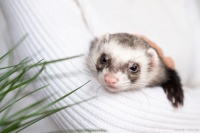 宠物貂用品大揭秘：让你的宠物精致生活