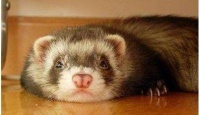 你以为宠物貂很好养吗？教你一招制服你的貂宝宝